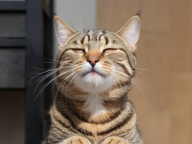 Día Nacional del Gato: Orígenes y Legado de Socks en la Casa Blanca